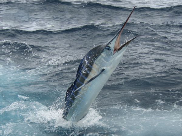 Sydney GFC’s 2009 Peter Goadby Memorial Tournament